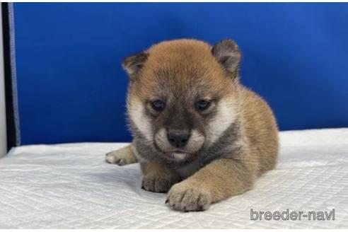 成約済の愛知県の柴犬-193260の17枚目